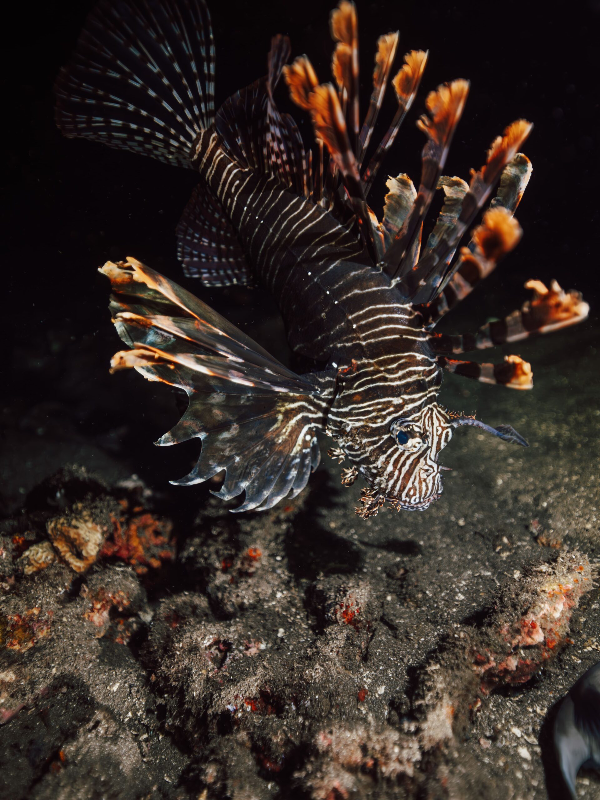 DSC05180-Enhanced-NR